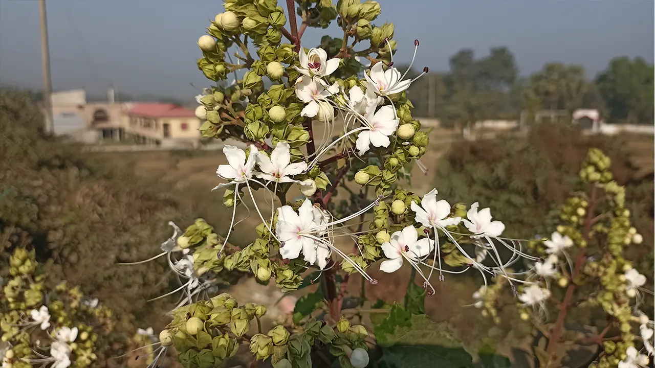 বসন্তের প্রকৃতি রাঙাতে ফুটেছে ভাঁট