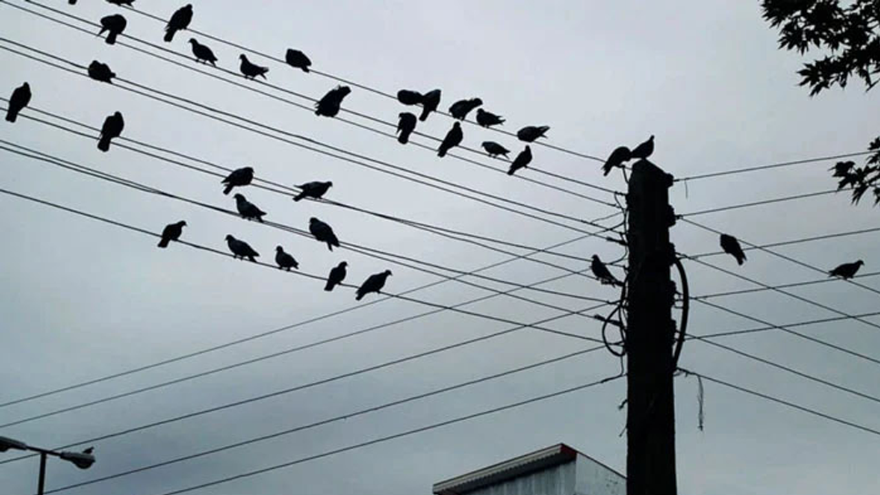 পাখিরা কেন বৈদ্যুতিক তারে বসতে পছন্দ করে, কেন তারা শক খায় না?