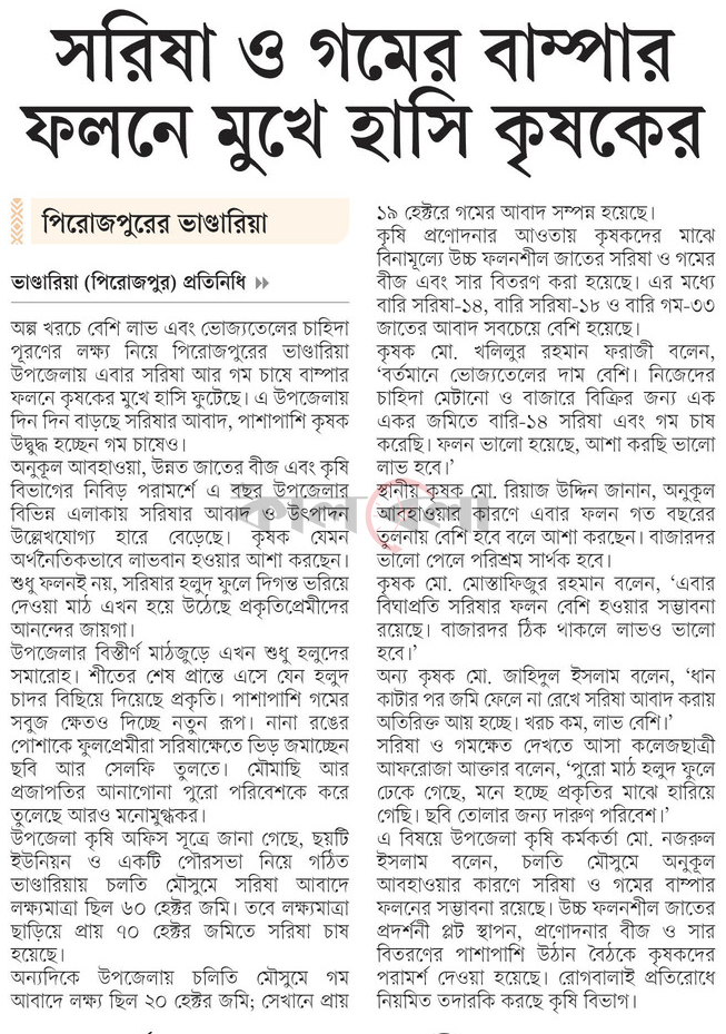 পিরোজপুরের ভাণ্ডারিয়া সরিষা ও গমের বাম্পার ফলনে মুখে হাসি কৃষকের