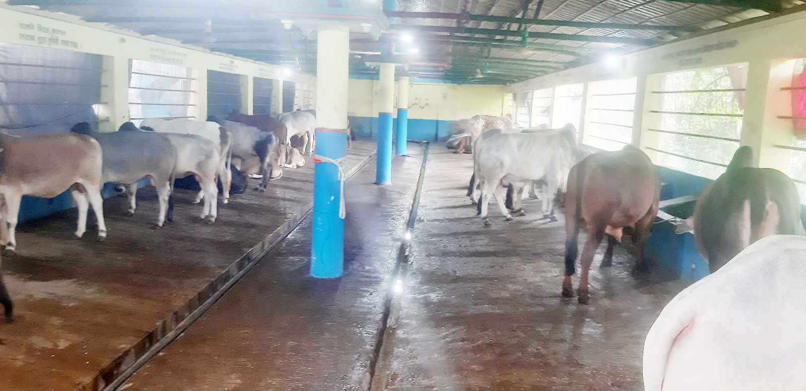 নীলফামারীতে চাহিদার তুলনায় ৫০ হাজারের বেশি কোরবানির পশু
