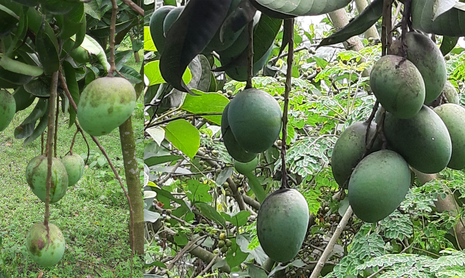জুনের ২য় সপ্তাহে বাজারে আসছে জিআই পণ্য হাঁড়িভাঙ্গা আম