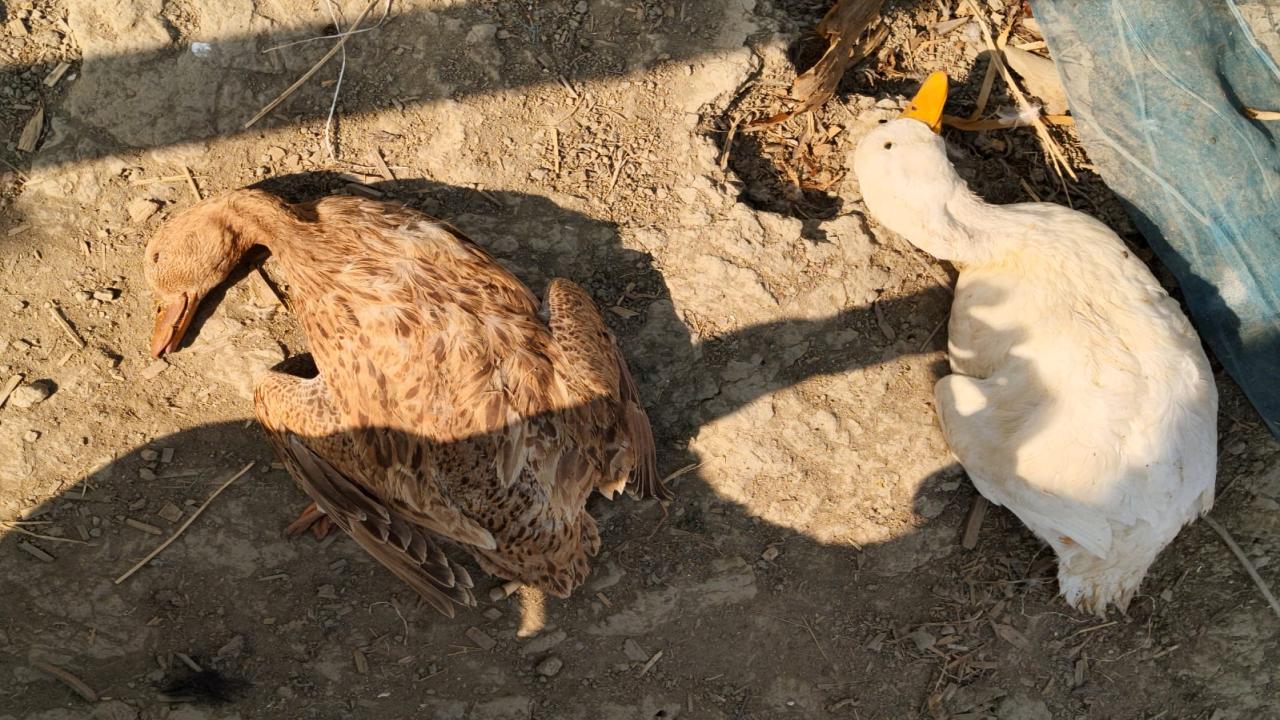 ছবি: প্রতিনিধি